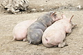 DSC10268 - Bernhard Saalfeld