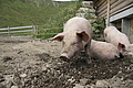 DSC10272 - Bernhard Saalfeld