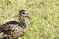 DSC10291 - Bernhard Saalfeld