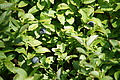 DSC10408 - Bernhard Saalfeld