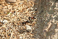 DSC10423 - Bernhard Saalfeld
