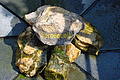 DSC01345 - Bernhard Saalfeld