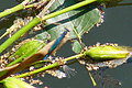 DSC01478 - Bernhard Saalfeld