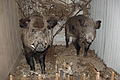 DSC01558 - Bernhard Saalfeld