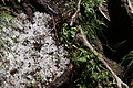 DSC07615 - Bernhard Saalfeld