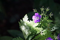 DSC07617 - Bernhard Saalfeld