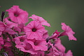DSC07744 - Bernhard Saalfeld