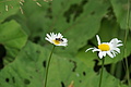 DSC07781 - Bernhard Saalfeld