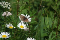 DSC07791 - Bernhard Saalfeld
