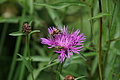 DSC07799 - Bernhard Saalfeld