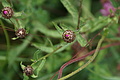 DSC07800 - Bernhard Saalfeld