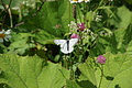DSC07810 - Bernhard Saalfeld