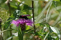 DSC07817 - Bernhard Saalfeld