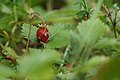 DSC07821 - Bernhard Saalfeld