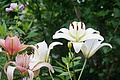 DSC07864 - Bernhard Saalfeld