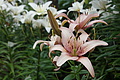 DSC07865 - Bernhard Saalfeld