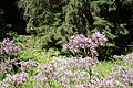 DSC08085 - Bernhard Saalfeld