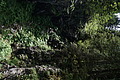 DSC08100 - Bernhard Saalfeld
