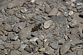 DSC08113 - Bernhard Saalfeld