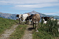 DSC08136 - Bernhard Saalfeld