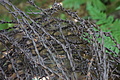 DSC08208 - Bernhard Saalfeld