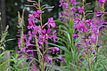 DSC08221 - Bernhard Saalfeld