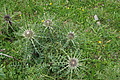 DSC08260 - Bernhard Saalfeld