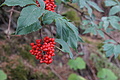 DSC08265 - Bernhard Saalfeld