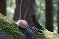 DSC08337 - Bernhard Saalfeld