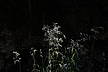 DSC08411 - Bernhard Saalfeld