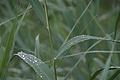 DSC08482 - Bernhard Saalfeld