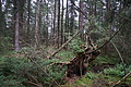 DSC08490 - Bernhard Saalfeld