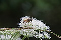 DSC08491 - Bernhard Saalfeld