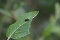 DSC08493 - Bernhard Saalfeld