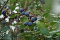 DSC08494 - Bernhard Saalfeld