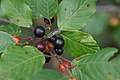 DSC08495 - Bernhard Saalfeld