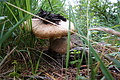 DSC08496 - Bernhard Saalfeld