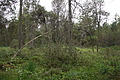 DSC08497 - Bernhard Saalfeld