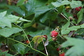 DSC08499 - Bernhard Saalfeld