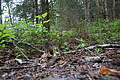 DSC08500 - Bernhard Saalfeld