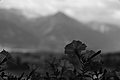L1002931 - Bernhard Saalfeld