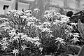 L1002969 - Bernhard Saalfeld