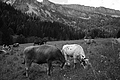 L1003022 - Bernhard Saalfeld