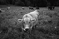 L1003023 - Bernhard Saalfeld