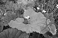 L1003029 - Bernhard Saalfeld