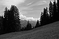 L1003095 - Bernhard Saalfeld