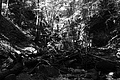 L1003104 - Bernhard Saalfeld