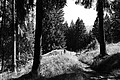L1003117 - Bernhard Saalfeld