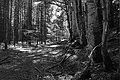 L1003150 - Bernhard Saalfeld