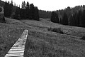 L1003173 - Bernhard Saalfeld